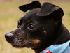 Blackie the Little Chihuahua