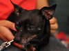 Blackie the Little Chihuahua