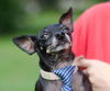 Blackie the Little Chihuahua