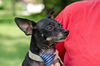 Blackie the Little Chihuahua