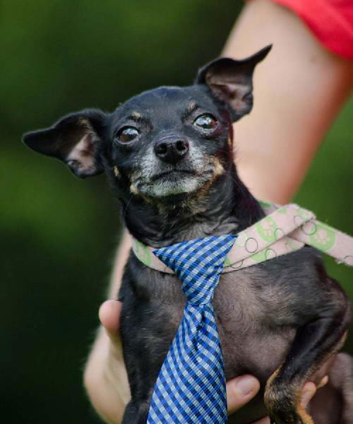 Blackie the Little Chihuahua