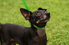 Blackie the Little Chihuahua