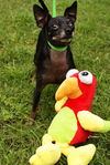 Blackie the Little Chihuahua