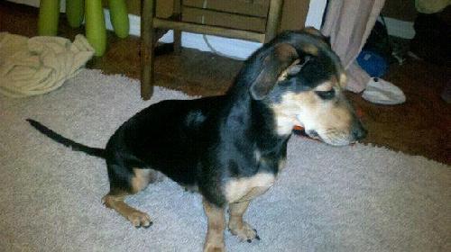 Buttons the Dachshund Mix
