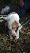 Wendy the Little Lemon Spaniel Mix