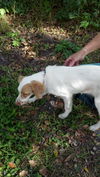 Wendy the Little Lemon Spaniel Mix