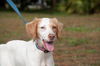 Wendy the Little Lemon Spaniel Mix