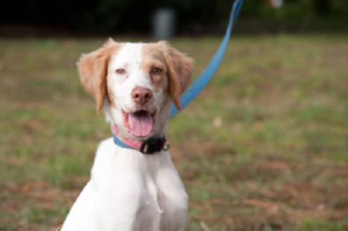 Lemon Spring Spaniel Wendy the Little Lemon Spaniel Mix's Web Page
