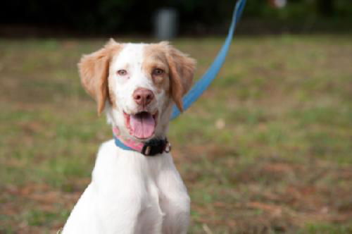 Wendy the Little Lemon Spaniel Mix