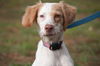 Wendy the Little Lemon Spaniel Mix