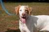 Wendy the Little Lemon Spaniel Mix