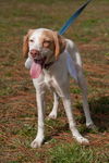 Wendy the Little Lemon Spaniel Mix