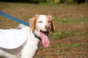 Wendy the Little Lemon Spaniel Mix