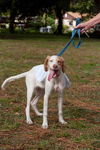 Wendy the Little Lemon Spaniel Mix