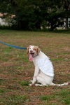 Wendy the Little Lemon Spaniel Mix