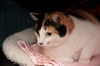 Zenia the Love Bug Calico