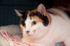 Zenia the Love Bug Calico