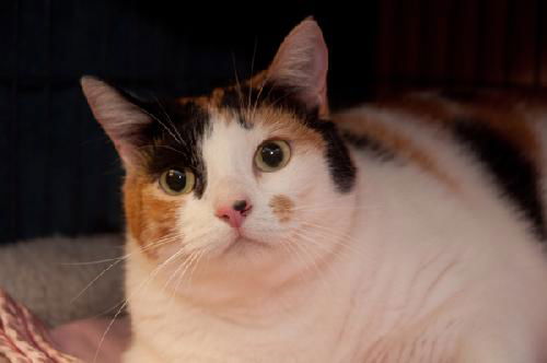 Zenia the Love Bug Calico