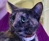Reese the Loving Tortie