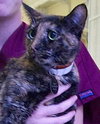 Reese the Loving Tortie