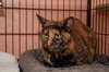Reese the Loving Tortie