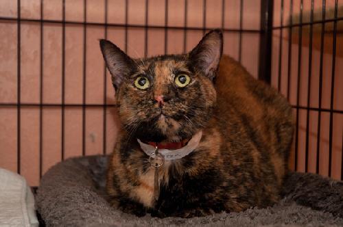 Reese the Loving Tortie