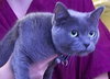 Nikki the Declawed Lady