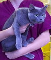 Nikki the Declawed Lady