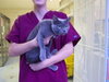 Nikki the Declawed Lady