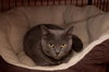 Nikki the Declawed Lady