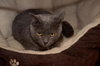 Nikki the Declawed Lady