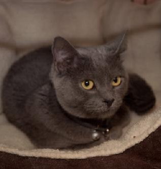 Nikki the Declawed Lady