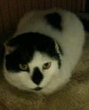 Forest the Declawed Gentleman