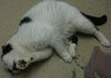 Forest the Declawed Gentleman