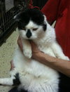 Forest the Declawed Gentleman