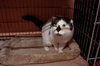 Forest the Declawed Gentleman