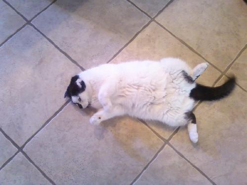 Forest the Declawed Gentleman