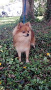 James the Pomeranian