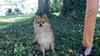 James the Pomeranian
