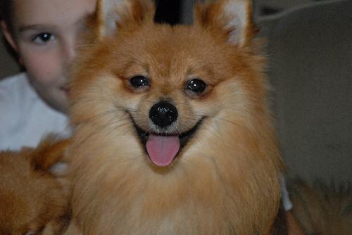 James the Pomeranian