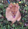 Toby the Pomeranian