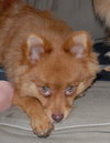 Toby the Pomeranian