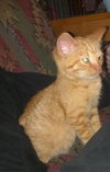 Carrot Top