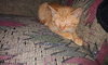 Carrot Top