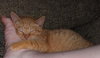 Carrot Top