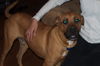 Barney the Family Dog