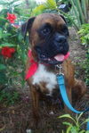 Ginger the Boxer
