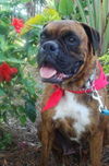 Ginger the Boxer