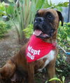 Ginger the Boxer