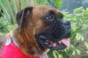 Ginger the Boxer